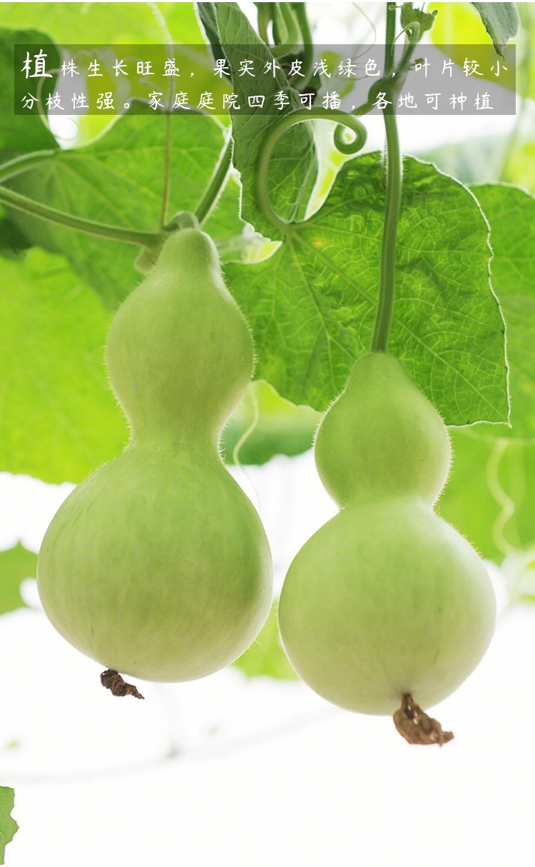 寿禾手捻葫芦苗特小葫芦盆栽文玩特大酒胡芦树苗草里金种子籽四季庭院