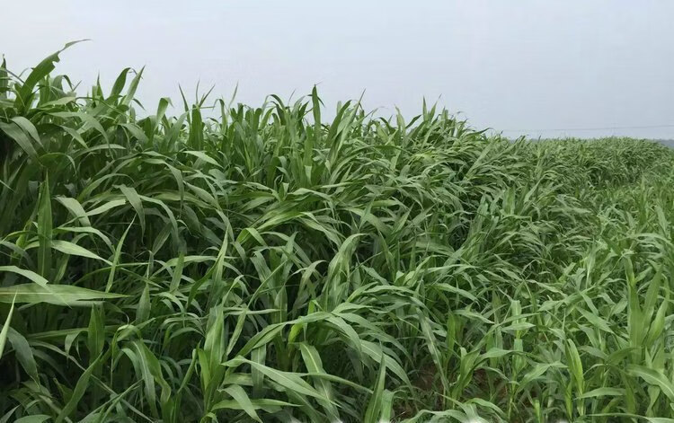 大力士甜高粱牧草种子养殖喂猪牛羊鸡鹅兔爱吃的草鱼草种籽四季 进口