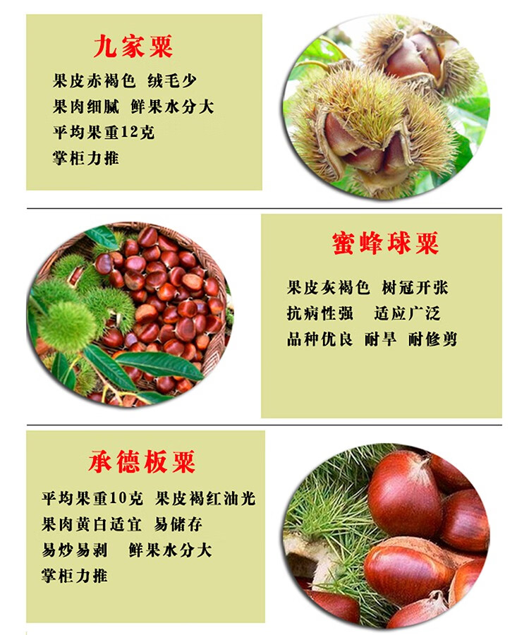 大红袍板栗 十二年苗【图片 价格 品牌 报价】-京东