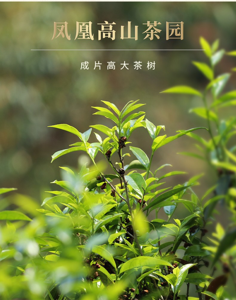 映聪茶业潮州凤凰茶乌岽银花香单丛茶古树鸭屎香单枞茶高山老枞单从茶