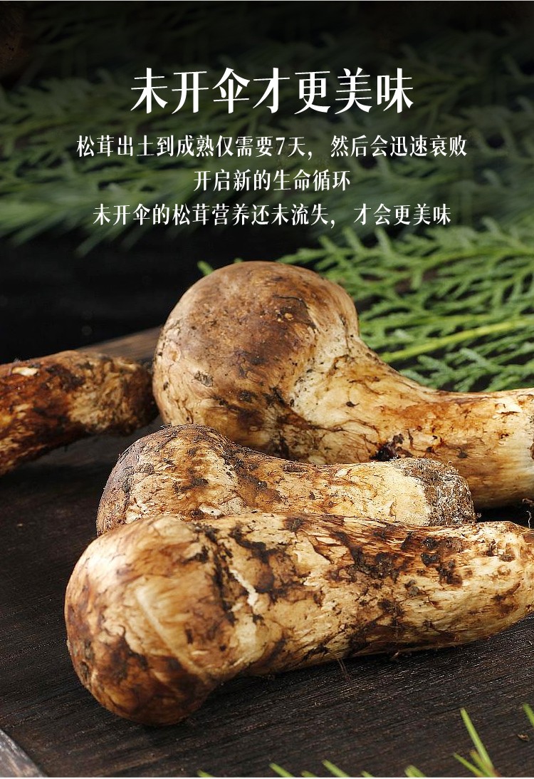 松茸香格里拉野生松茸高山松茸新鲜松茸菌菇菌香十足中秋送礼高端礼品