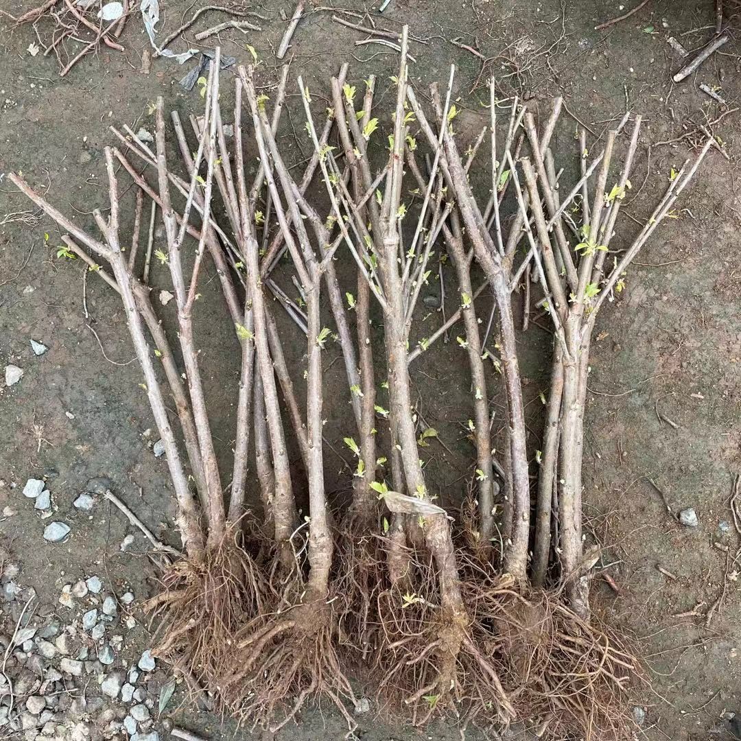 正宗车厘子带分枝分叉六年大苗嫁接矮化樱桃树苗车厘子苗 庭院阳台