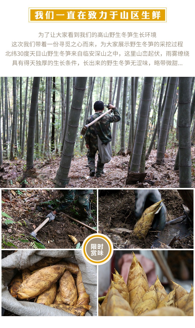 新鲜冬笋临安天目山野生毛竹笋蔬菜正宗鲜笋5斤