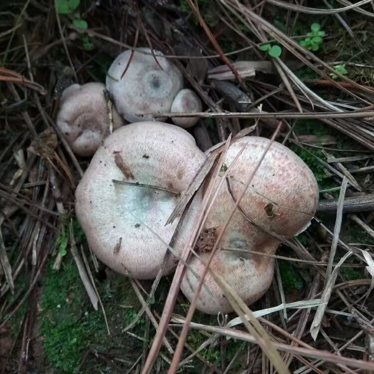 新鲜野生枞树菌寒菌蘑菇湖南湘西三九菇松树菌菇雁鹅菌谷熟菌500g整箱
