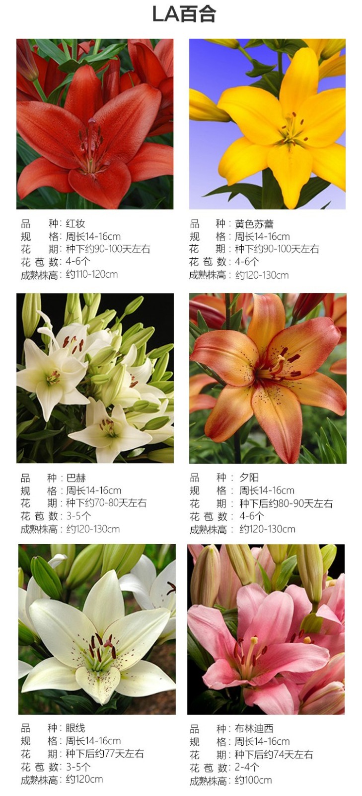 左家花园3个la百合种球进口百合花种子矮生多头庭院百合盆栽易系列