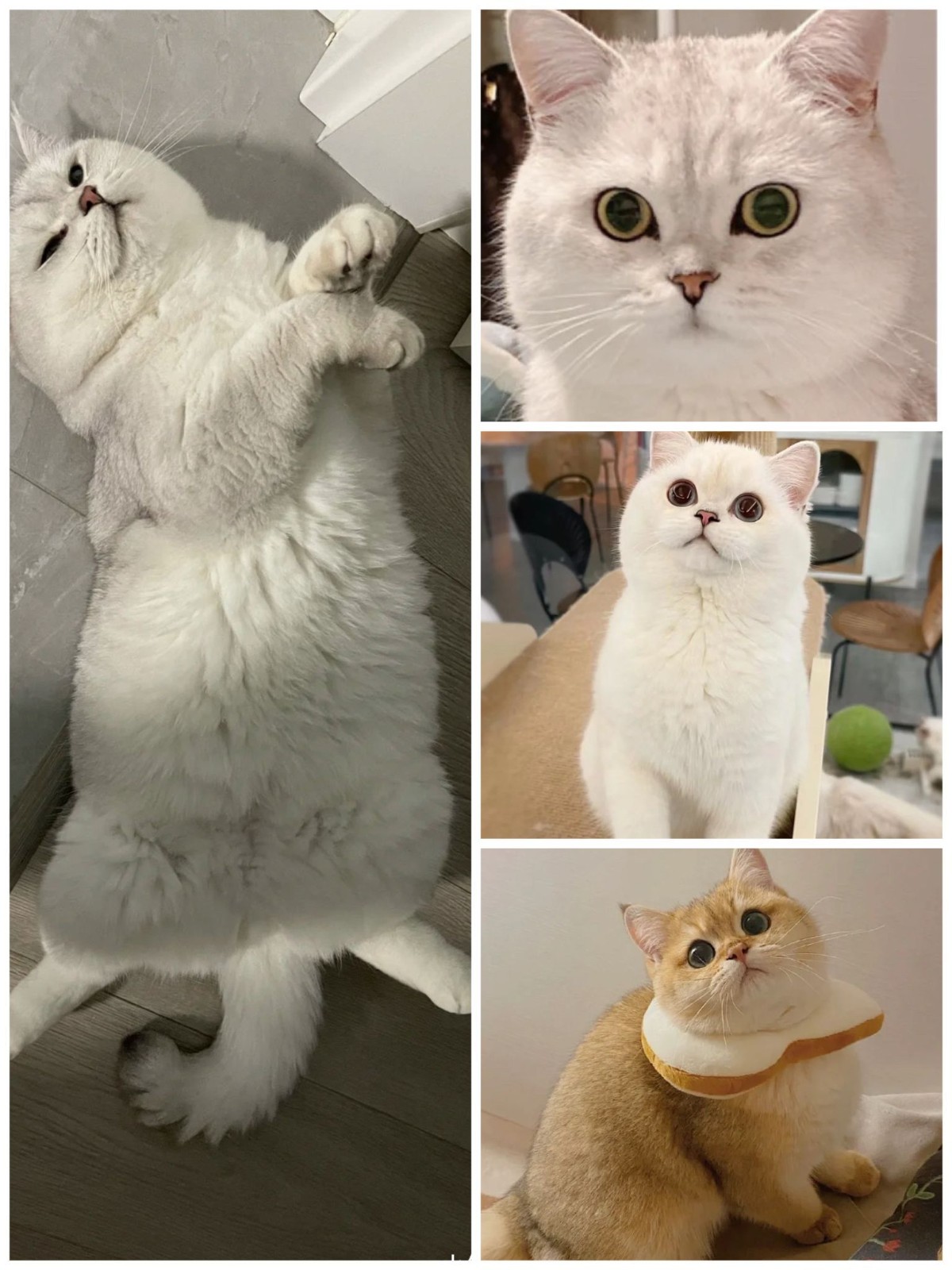 渐层英短猫英国短毛猫金点猫渐层活体猫咪活物广州深圳猫舍宠物级b母