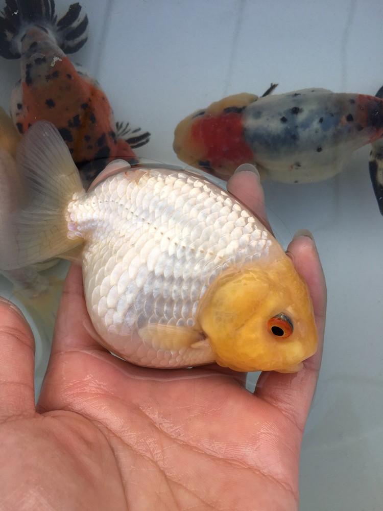 爱闹水族 兰寿玉兔寿精品金鱼活鱼观赏鱼冷水鱼苗红白寿黑紫兰寿包活