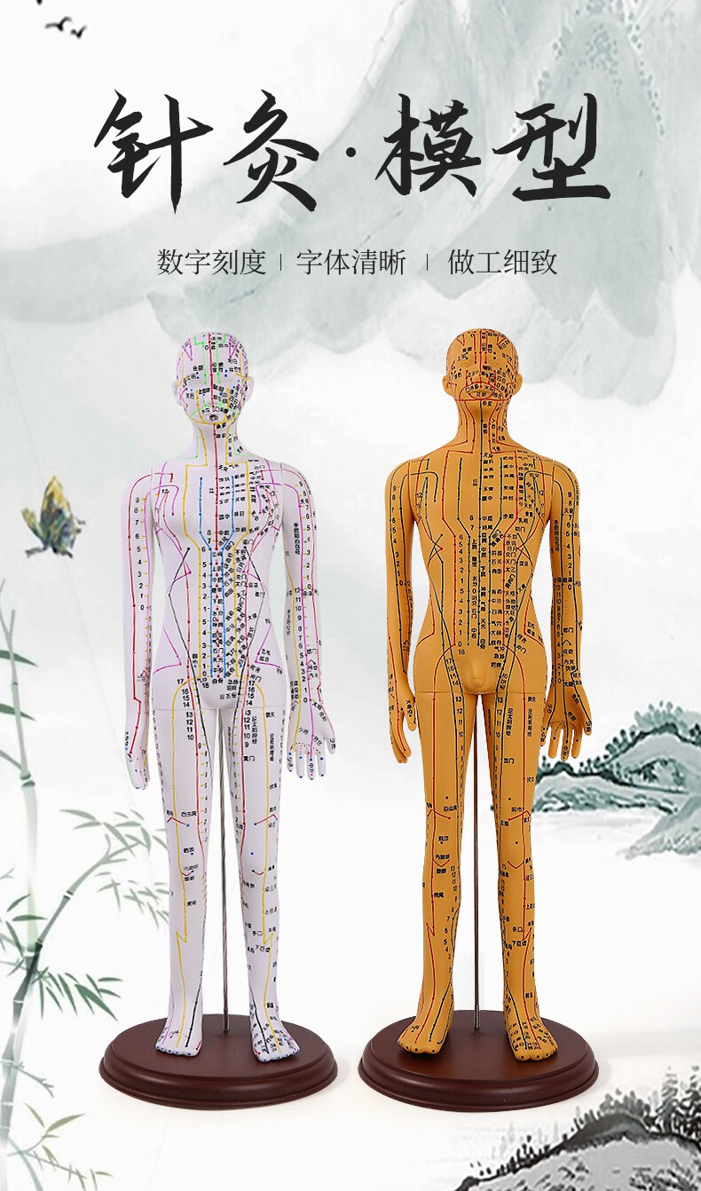 60c针灸穴位人体模型经络针灸模型超清晰人体针灸穴位模