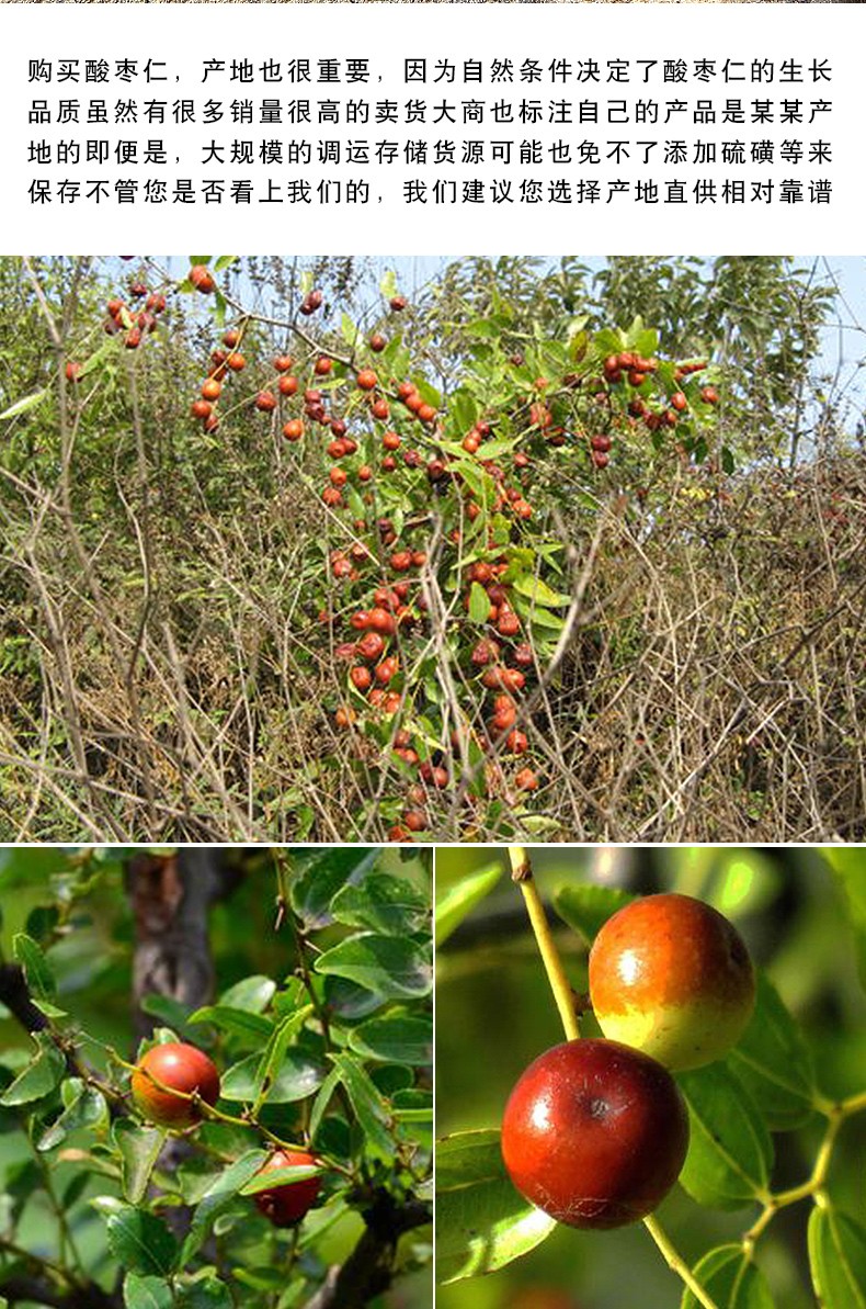 荣强甄选 正宗河北酸枣仁 酸枣仁茶 98货非进口理枣仁 炒酸枣仁100g