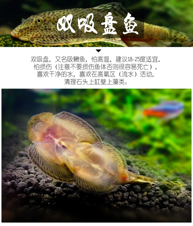 壁除藻活鱼 金线双吸盘1条(可混养冷水小金鱼等,3-5cm)【图片 价格