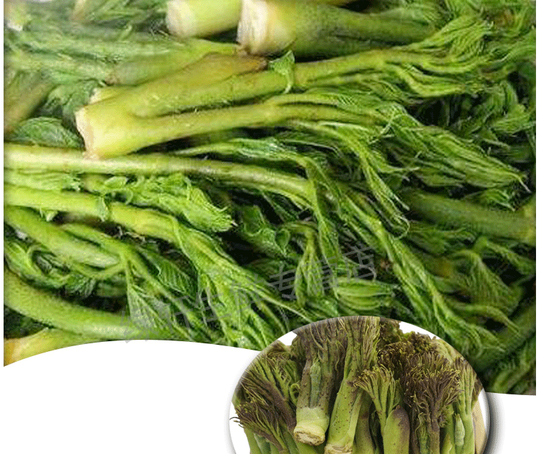 东北刺嫩芽山野菜当季野生山菜刺嫩芽刺老刺龙芽蘸酱时令蔬菜 1000g