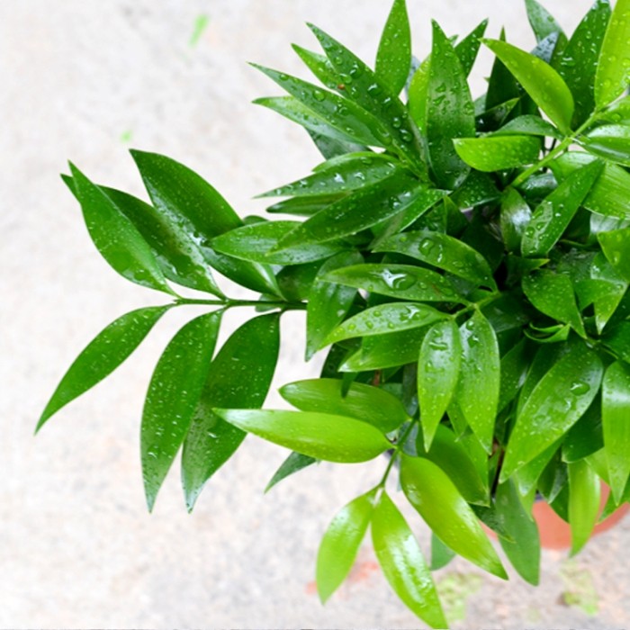 竹柏盆栽平安竹室内耐阴可水养四季常青客厅室内办公绿植吸水盆6棵