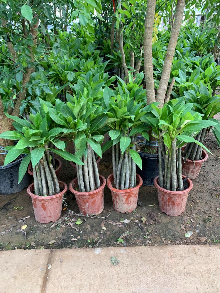 鸡蛋花树苗花卉盆栽缅栀子蛋黄花树鸡蛋花苗庭院植物t0紫色5065厘米