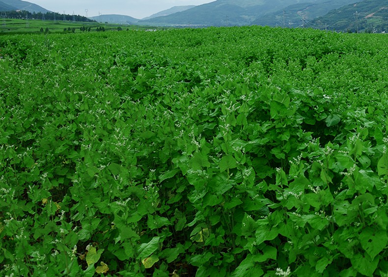 三匠苦荞茶618克黑苦荞茶6克103小袋凉山黑苦荞实惠装苦荞茶