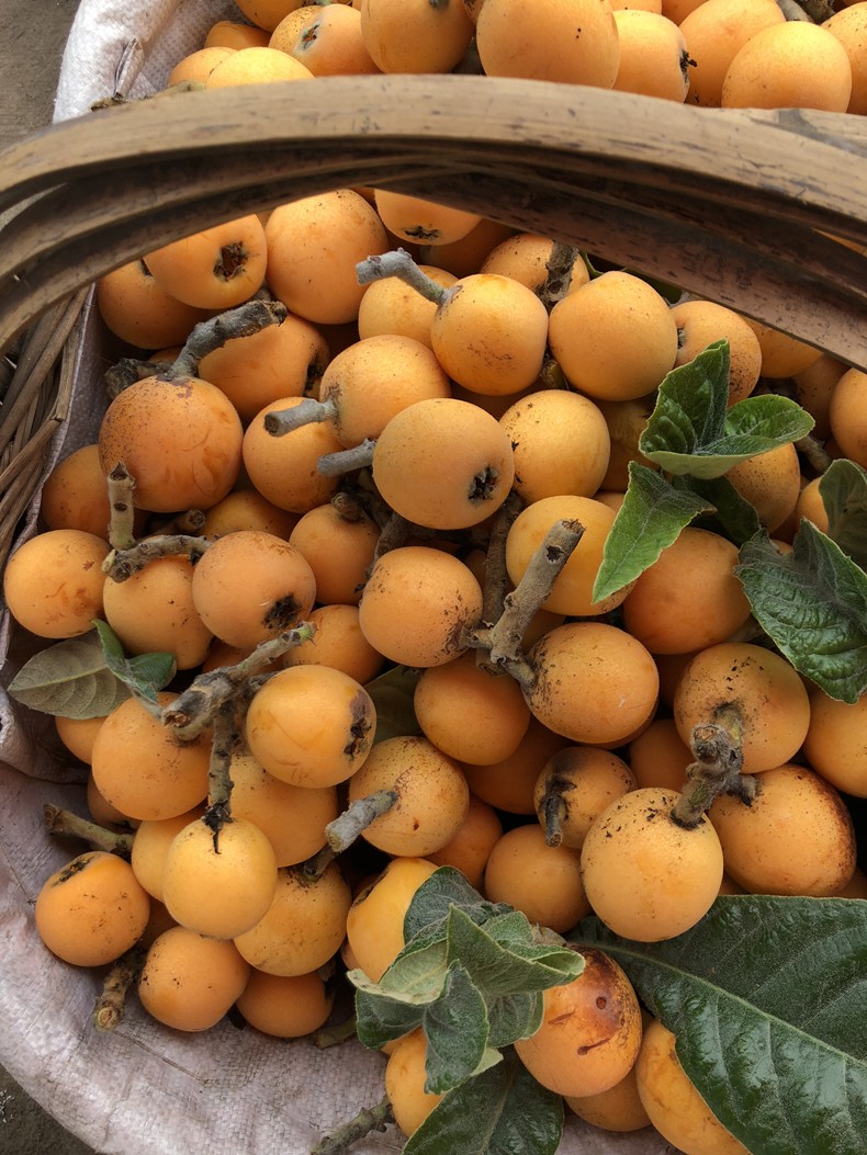 源外园正宗龙泉五星枇杷 新鲜龙泉驿大五星枇杷 新鲜水果 礼盒装 五斤