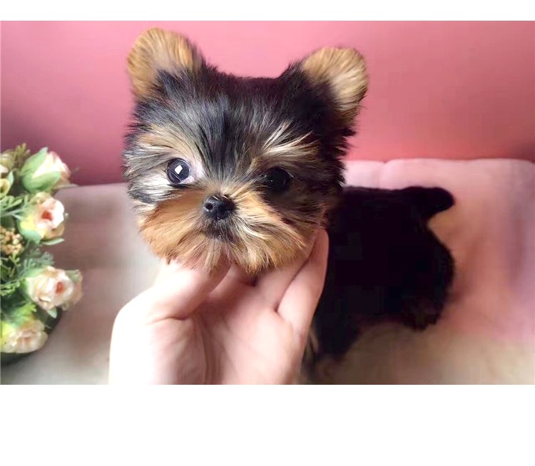 【30天健康保障】纯种约克夏幼犬狗狗活体约茶杯克夏犬纯种宠物狗活体