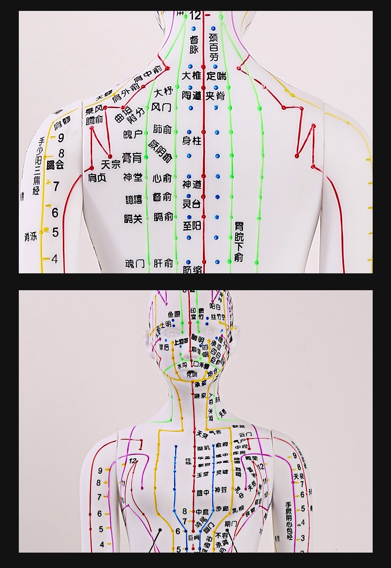 60c针灸穴位人体模型经络针灸模型超清晰人体针灸穴位模型/女 男