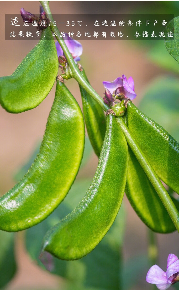 眉豆扁豆角结荚多产量高寿光菜种 【荚扁】常规绿眉豆种子5g(约10粒)