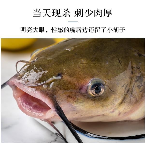 姚鲜品旗舰店现杀鲜活鮰鱼肥鱼习鱼肥鱼回鱼农家回鱼3斤现杀净重24斤