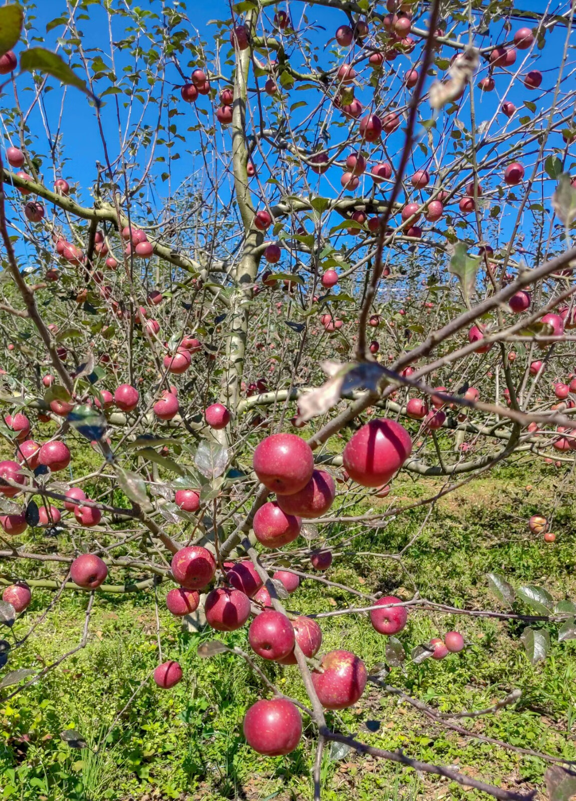 2022云南西北勒农家小苹果 高原农家脆甜小苹果冰糖心小苹果 现摘现发