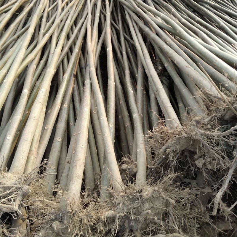 侬律 青桐树苗基地直销庭院绿化苗木青桐苗中国梧桐树行道树风景树