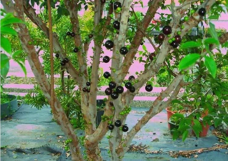 四季嘉宝果种植技术图片