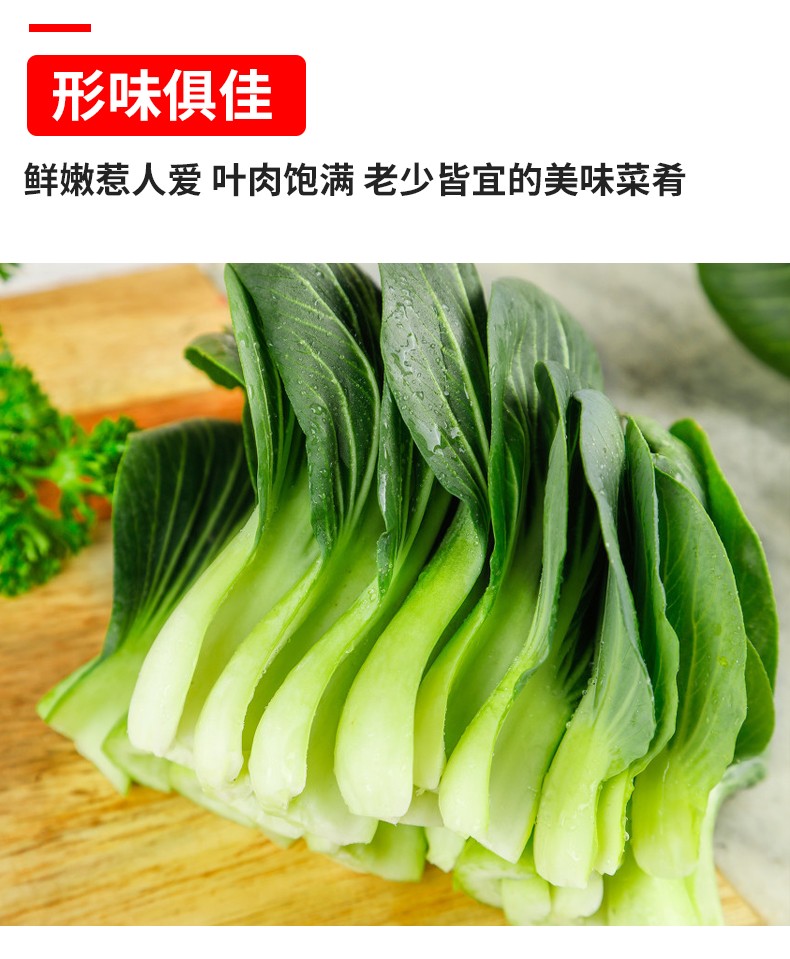 上海青小青菜小油菜农家自种蔬菜小青菜绿叶菜3斤精选装