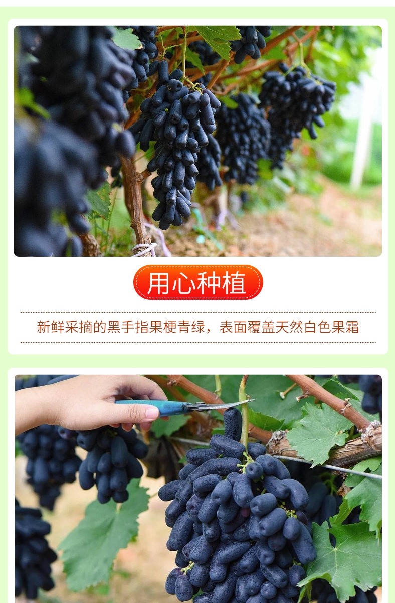 澳洲甜蜜蓝宝石葡萄新鲜水果整串美人指金手指无籽黑提子 6斤装【图片