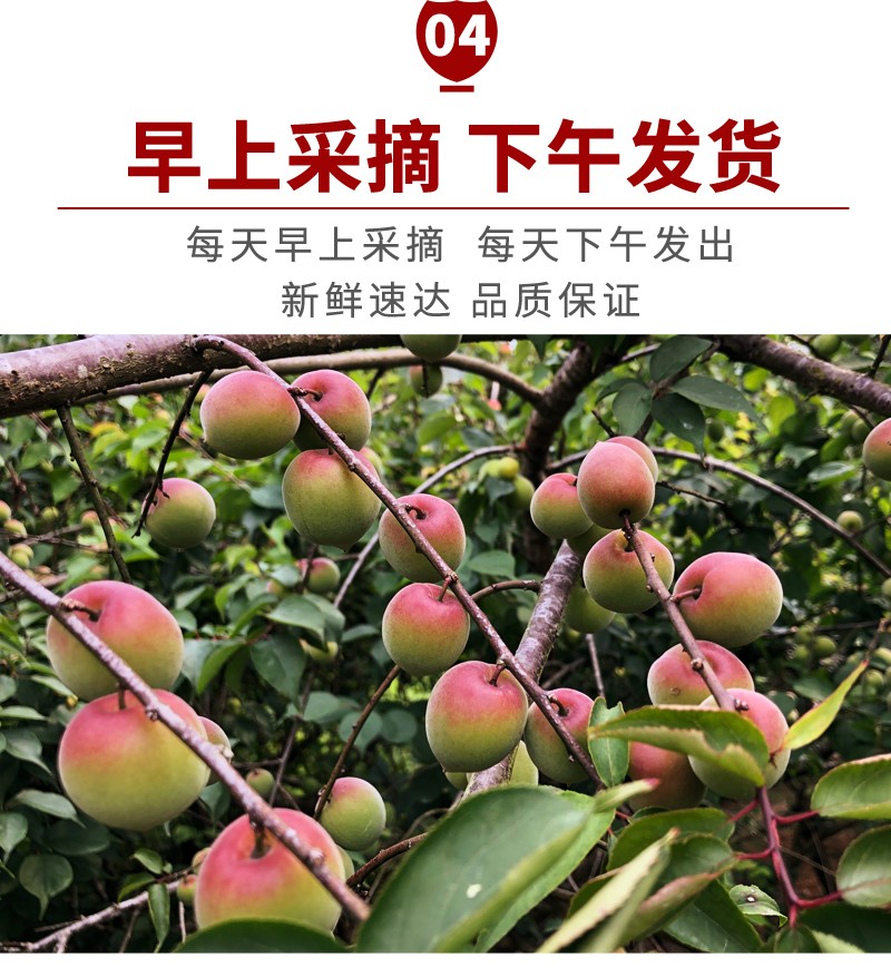 云南胭脂梅红梅新鲜诏安高山青梅鲜果青梅果泡酒酵素现摘胭脂红梅精