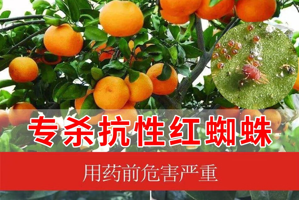 现在柑橘红蜘蛛用什么药(柑橘幼果期红蜘蛛用什么药好)