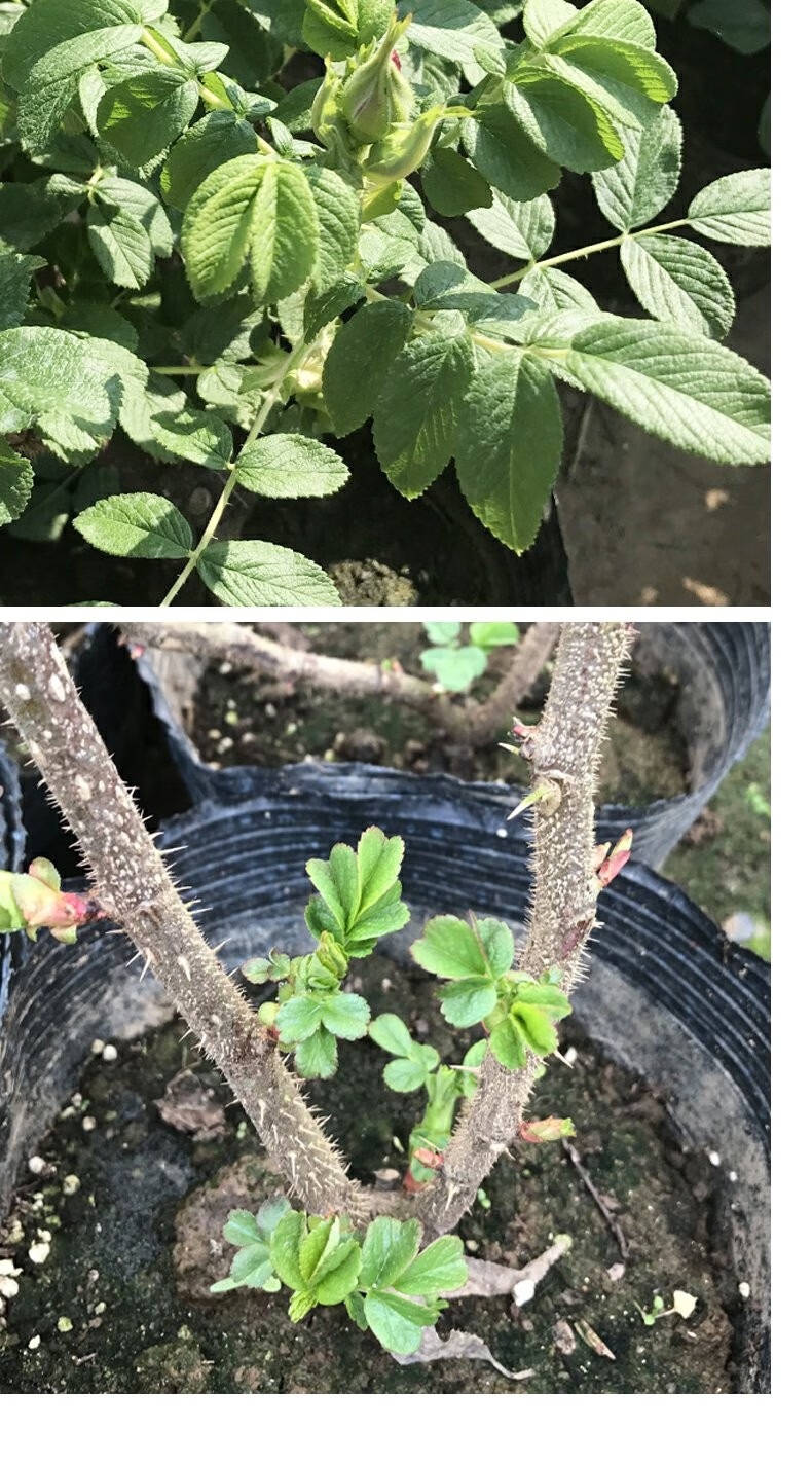 瑰花苗刺玫瑰四季玫瑰平阴玫瑰丰花一号大马士革 玫瑰5年苗【图片