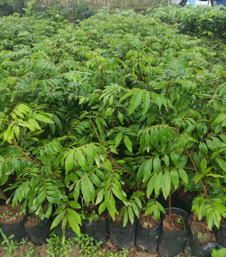 苗石硖四季储良龙眼果树苗南方地栽当年结果桂圆树苗带叶子带土发货