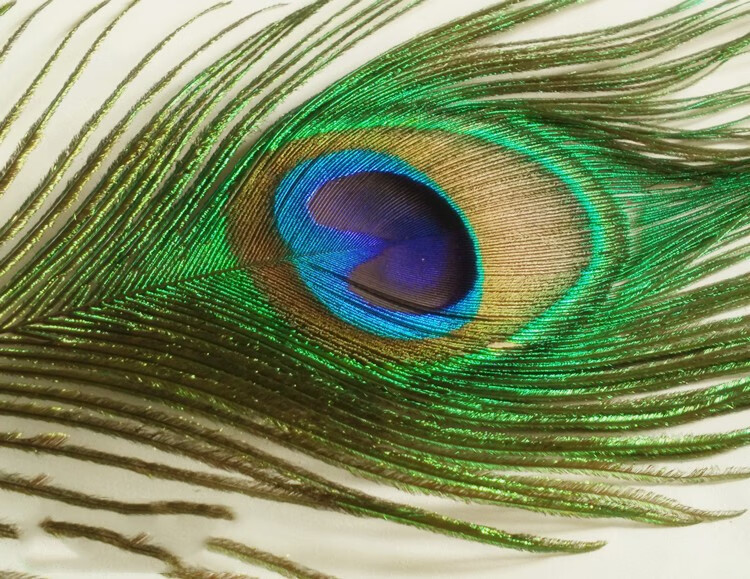 孔雀翎尾家居饰品真孔雀羽毛摆件孔雀毛花瓶装饰凤凰羽毛708090100