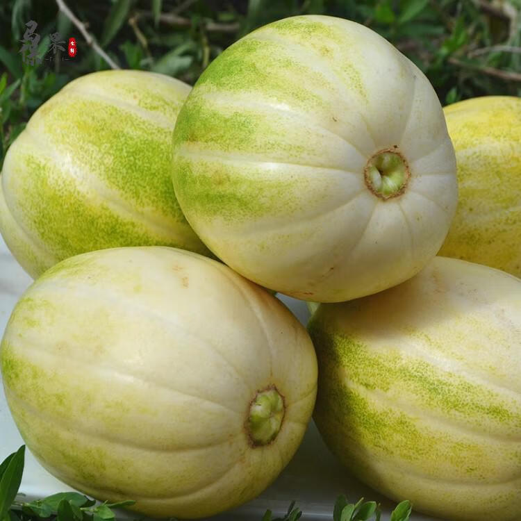 东北香瓜东北瓜新鲜脆甜瓜时令水果5斤装