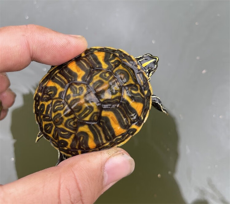 萌龟饲家火焰龟活物小乌龟宠物活体龟红腹火焰龟素食吃菜深水龟观赏龟
