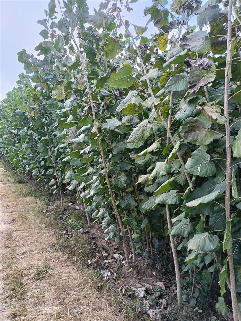鸿飏 白杨树苗 白杨树 杨树苗 速生无絮杨树苗 河提道路绿化 植树造林