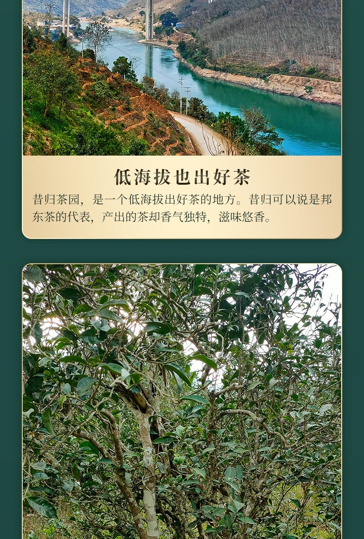 凌顶2021年昔归春茶普洱茶生茶357g