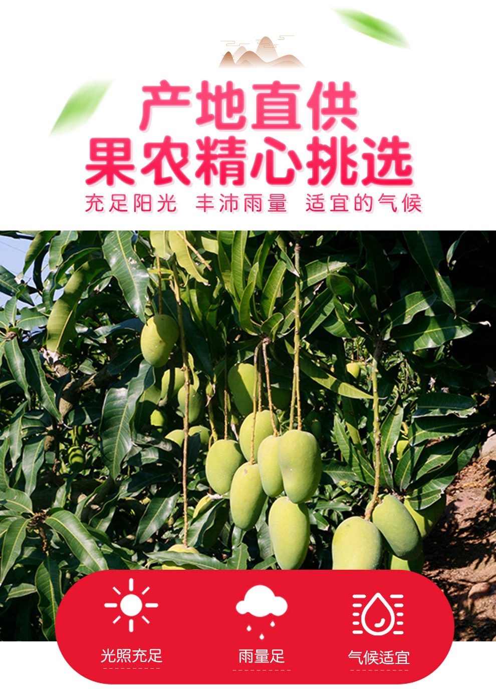 更多参数>>国产/进口:国产原产地:海南包装形式:简装品种:台芒货号:jd