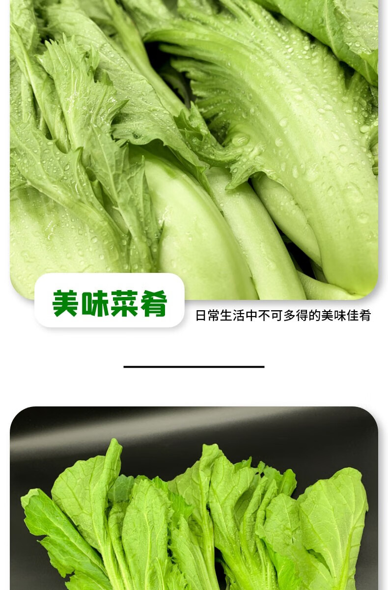 高山新鲜芥菜大叶青菜大苦菜5斤