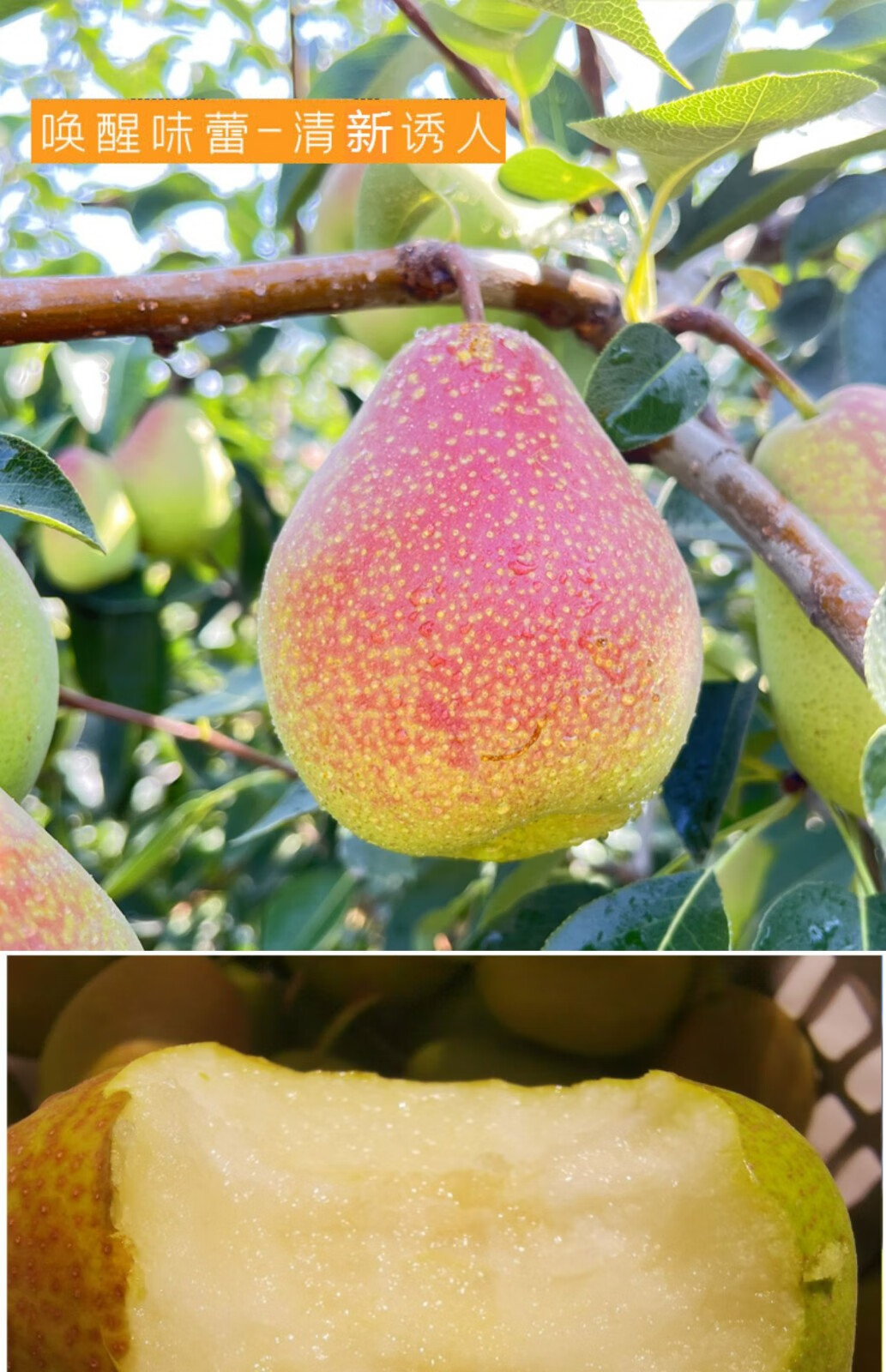 山西七月红梨新鲜应季水果整箱薄皮红脆甜香酥青皮梨子 9斤装【图片