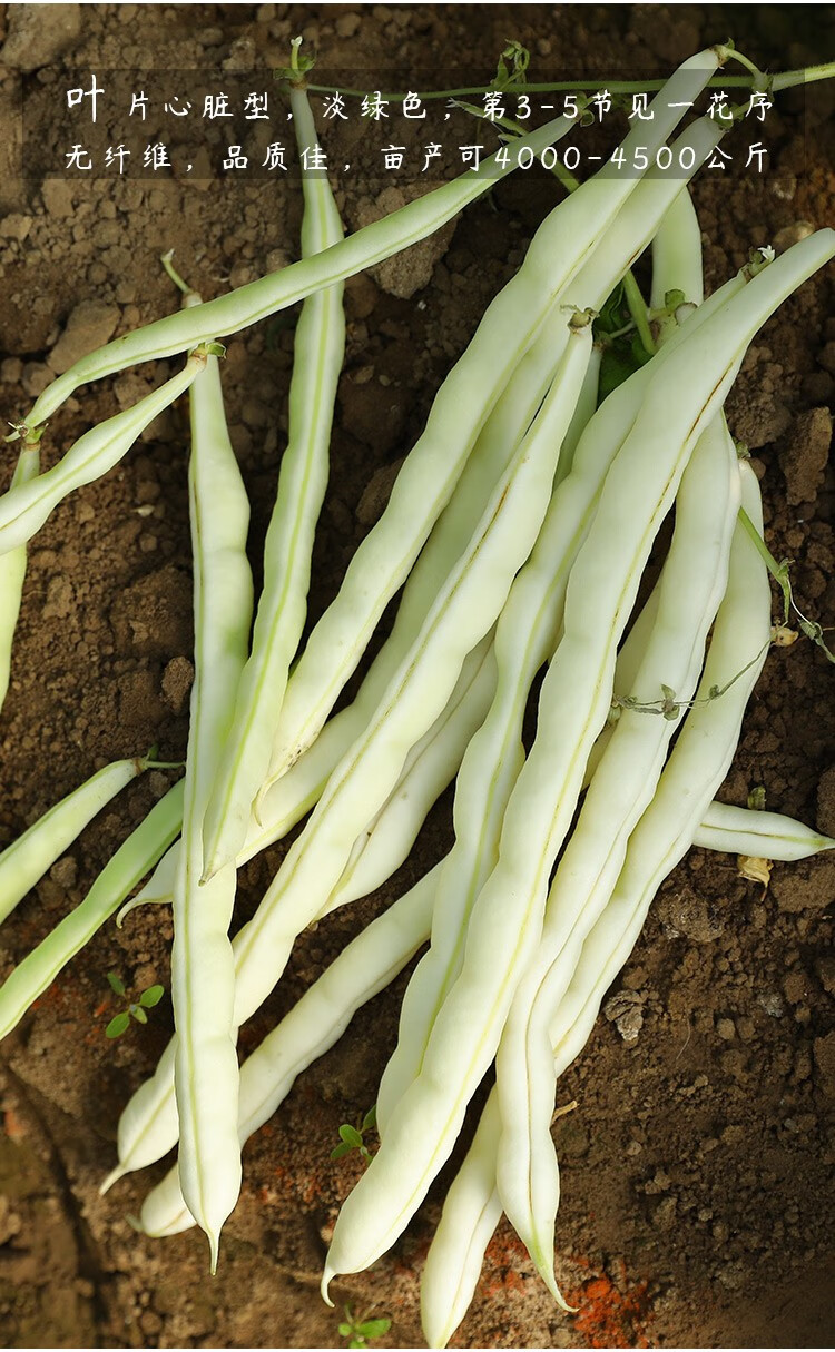 白豆角老品种蔬菜种籽孑白不老芸豆籽种九粒白芸豆种子100g袋约100粒