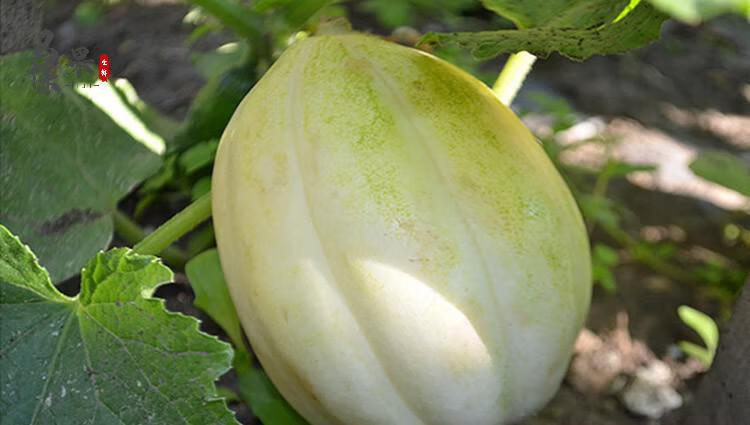 东北香瓜东北瓜新鲜脆甜瓜时令水果5斤装