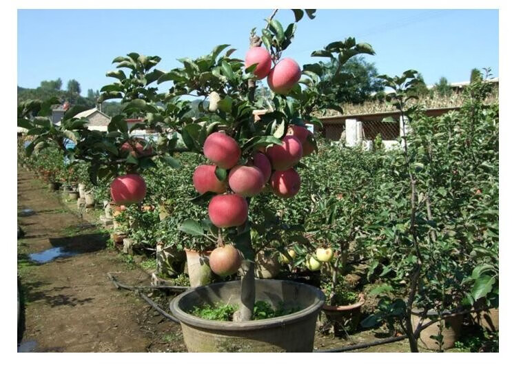 红富士苹果树苗南方北方种植苹果树盆栽新品种庭院大苗地栽金冠10年苗