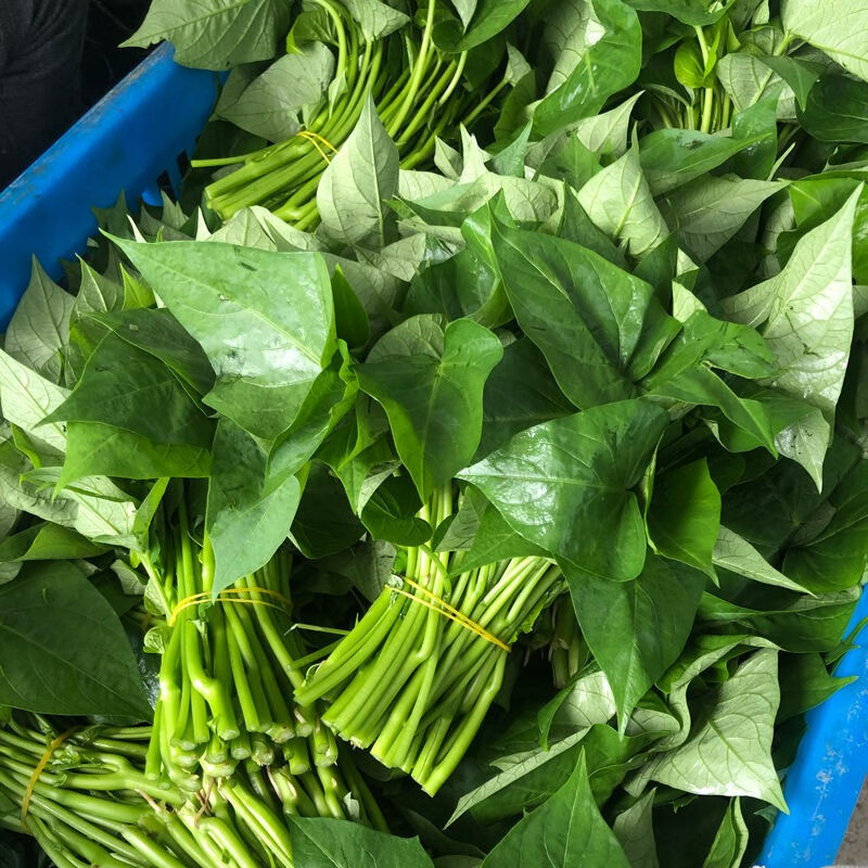 源外园 新鲜红薯叶 新鲜 地瓜叶 番薯叶 农家自种 红薯叶 3斤【图片