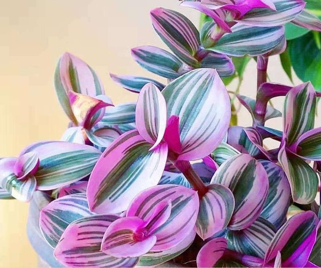 油画婚礼吊兰室内盆栽桌面观叶四季常绿绿植耐热小盆栽油画吊兰一颗不