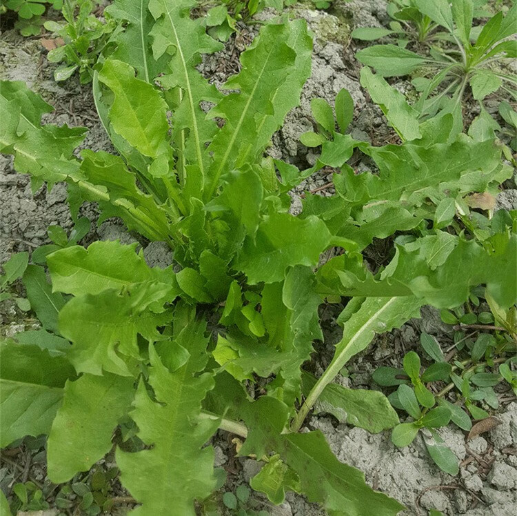 青樱红荔新鲜蒲公英 带根鲜婆婆丁菜 野菜全棵泡水外敷 3斤(不带老根)
