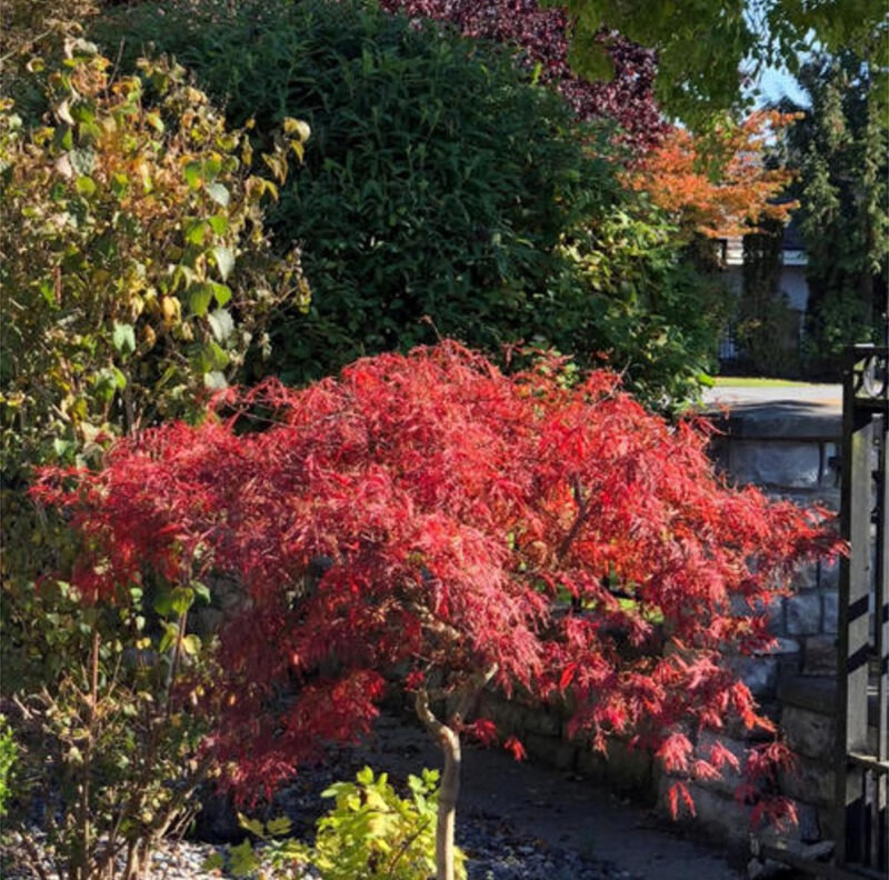 日本红枫树苗红舞姬红枫三季红黄金枫别墅庭院地栽盆栽绿化风景树黄金