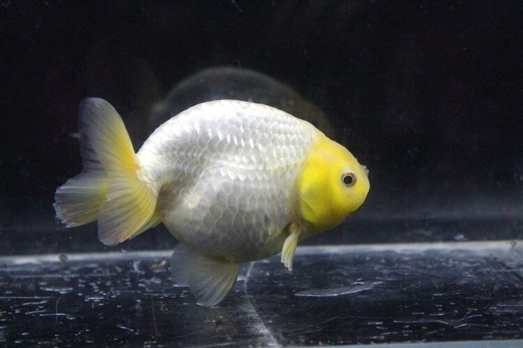 爱闹水族 兰寿玉兔寿精品金鱼活鱼观赏鱼冷水鱼苗红白寿黑紫兰寿包活