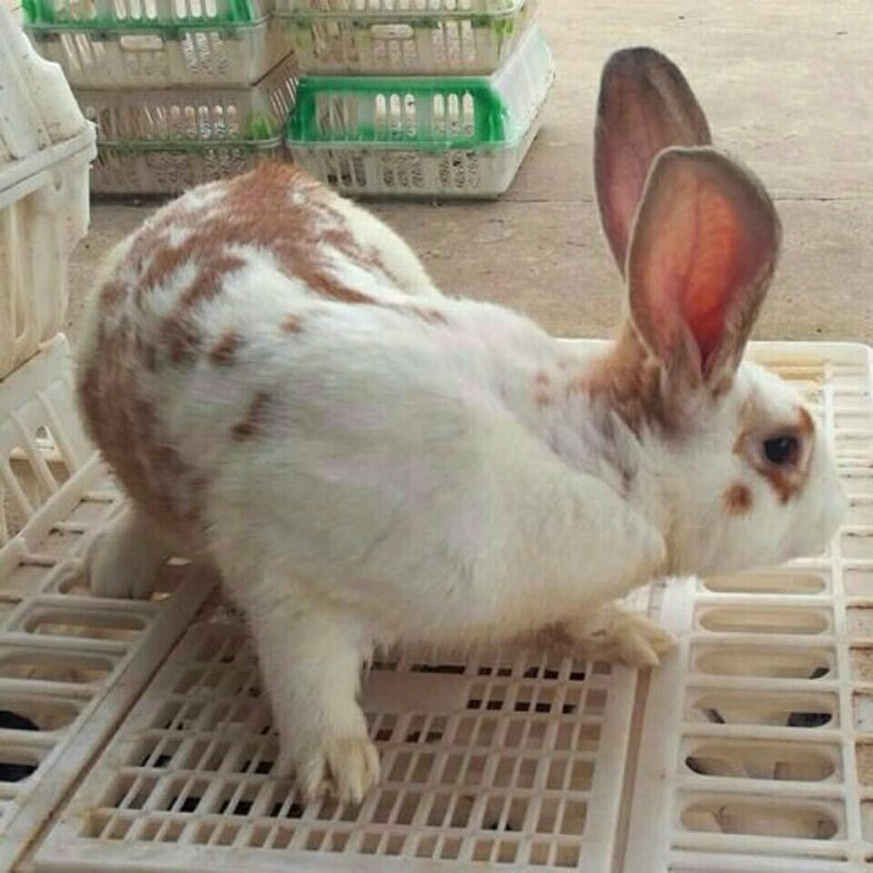 兔子活体月月兔小白兔花巨兔大型肉兔兔子活物肉兔繁殖组可长20斤五斤