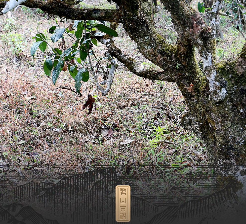 宫明茶叶至润系列头春头采倚邦猫耳朵稀缺古树茶春茶云南普洱茶生茶饼